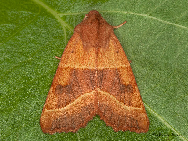  73.219 Centre-barred Sallow Copyright Martin Evans 