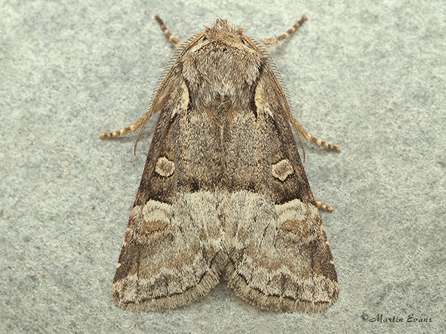  73.220 Minor Shoulder-knot Copyright Martin Evans 