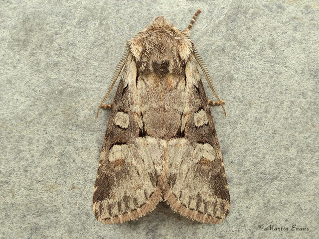  73.220 Minor Shoulder-knot Copyright Martin Evans 
