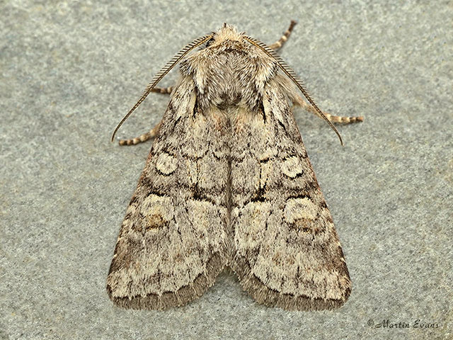  73.220 Minor Shoulder-knot Copyright Martin Evans 