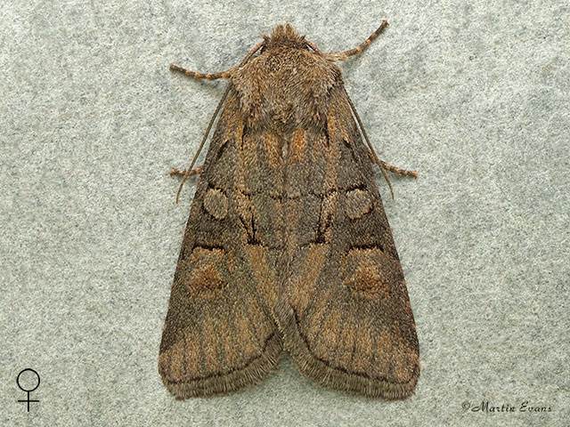  73.220 Minor Shoulder-knot female Copyright Martin Evans 