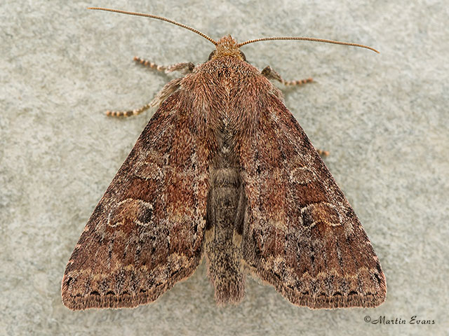  73.221 Suspected Copyright Martin Evans 