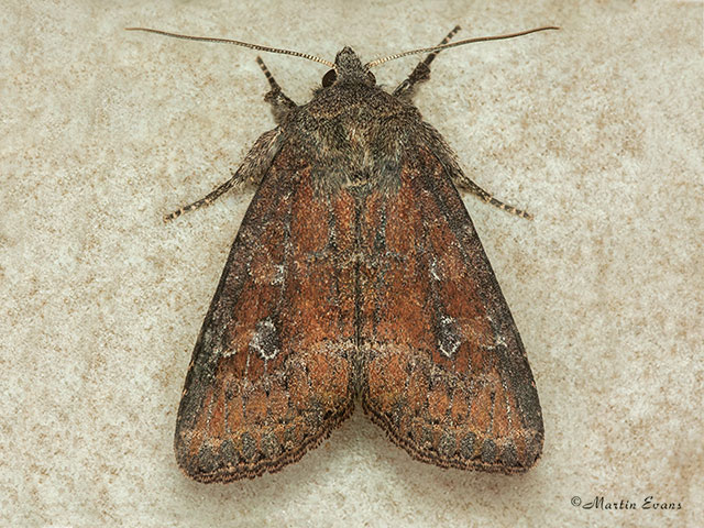  73.221 Suspected form Copyright Martin Evans 