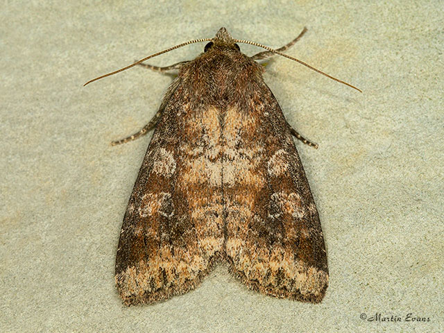 73.221 Suspected form Copyright Martin Evans 