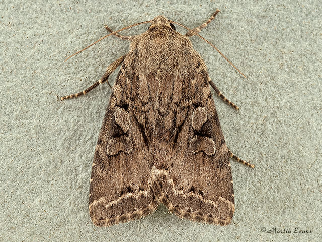  73.222 Dingy Shears Copyright Martin Evans 