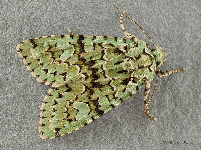  73.224 Merveille du Jour Copyright Martin Evans 