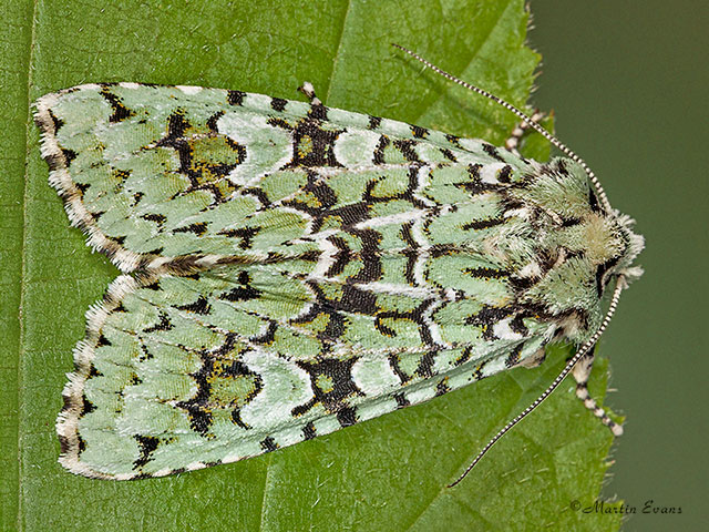  73.224 Merveille du Jour Copyright Martin Evans 