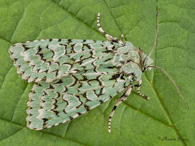  73.224 Merveille du Jour Copyright Martin Evans 