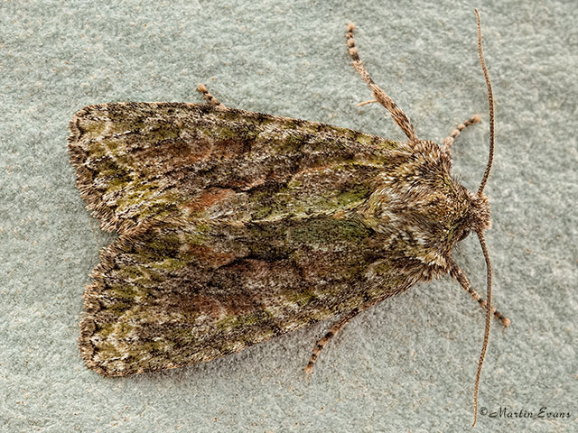  73.225 Brindled Green Copyright Martin Evans 