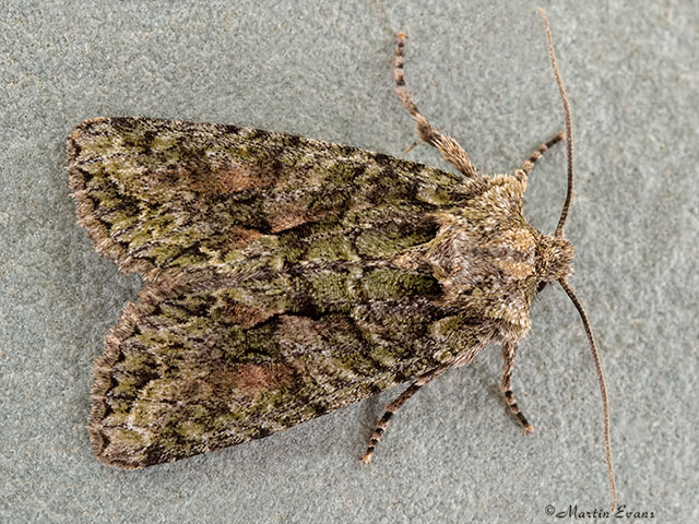  73.225 Brindled Green Copyright Martin Evans 