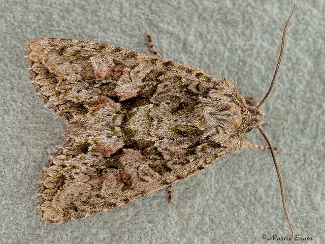  73.225 Brindled Green Copyright Martin Evans 