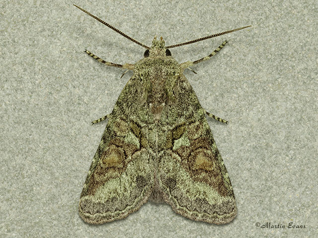  73.226 Southern Brindled Green Copyright Martin Evans 
