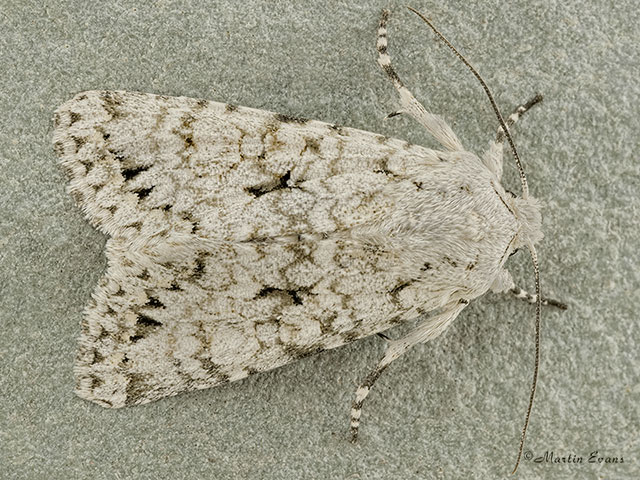  73.228 Grey Chi Copyright Martin Evans 