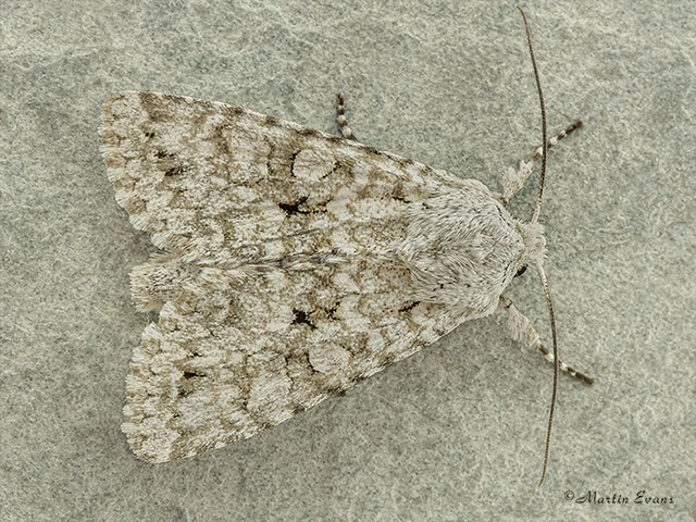  73.228 Grey Chi Copyright Martin Evans 