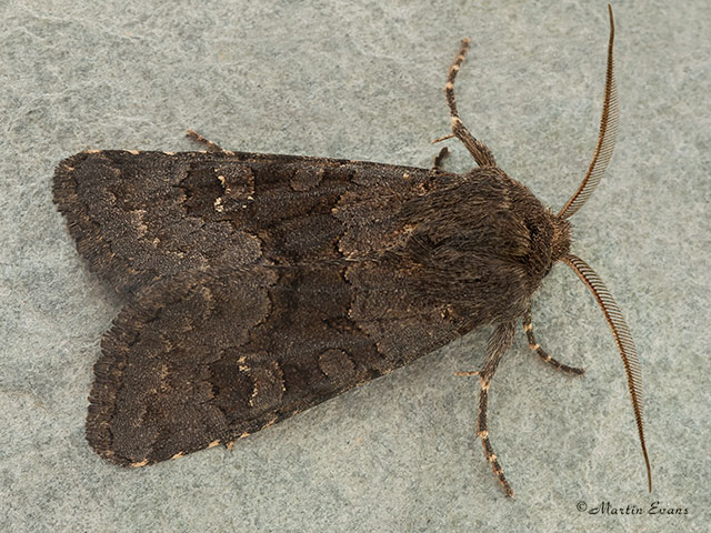  73.232 Deep-brown Dart Copyright Martin Evans 