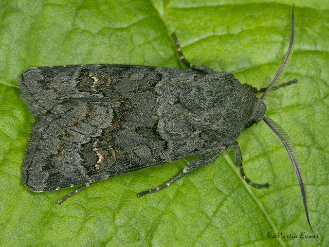  73.232 Northern Deep-brown Dart Copyright Martin Evans 