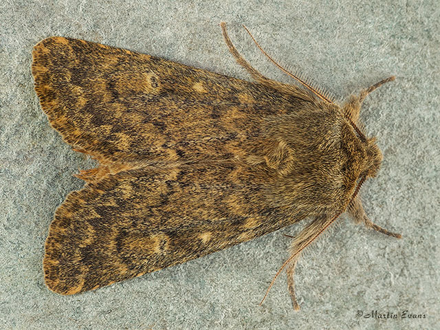  73.234 Brindled Ochre male Copyright Martin Evans 