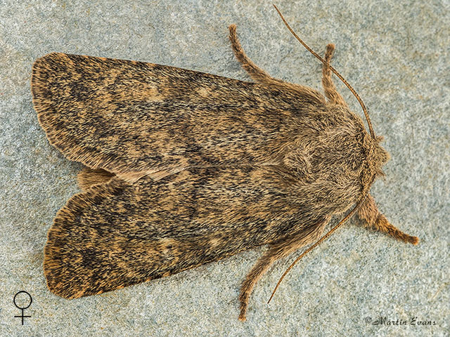  73.234 Brindled Ochre female Copyright Martin Evans 