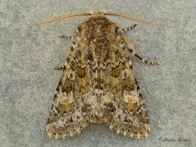  73.235 Feathered Ranunculus Copyright Martin Evans 