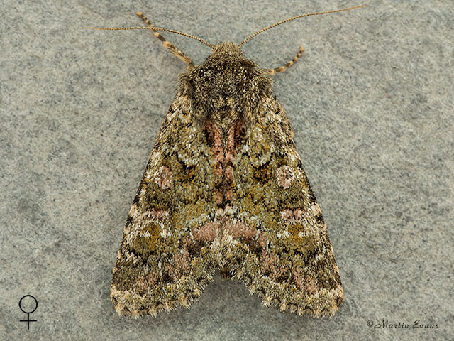  73.235 Feathered Ranunculus female Copyright Martin Evans 