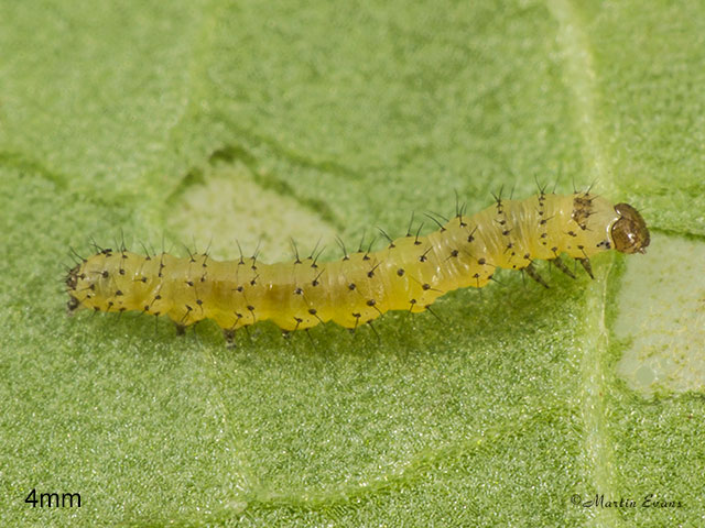  73.235 Feathered Ranunculus larva 4mm Copyright Martin Evans 