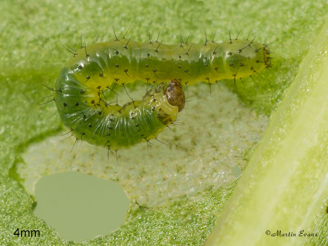  73.235 Feathered Ranunculus larva 4mm Copyright Martin Evans 