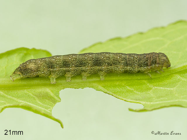  73.235 Feathered Ranunculus larva 21mm Copyright Martin Evans 