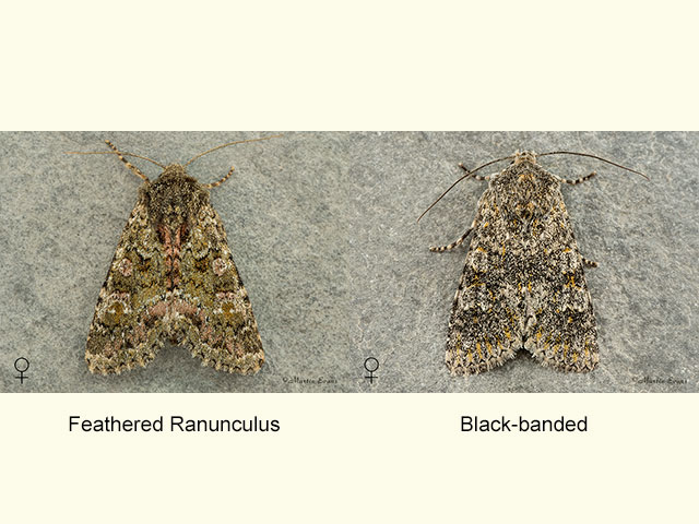  73.235 Feathered Ranunculus female and Black-banded female Copyright Martin Evans 