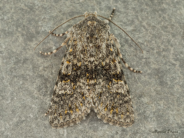  73.236 Black-banded Copyright Martin Evans 