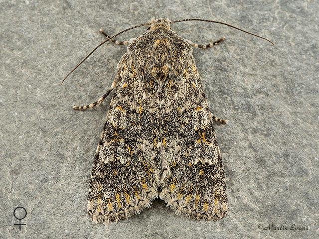  73.236 Black-banded female Copyright Martin Evans 
