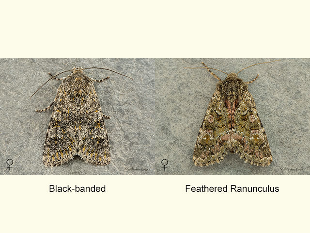  73.236 Black-banded female and Feathered Ranunculus female Copyright Martin Evans 