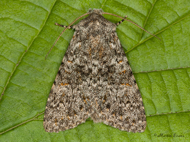  73.237 Large Ranunculus Copyright Martin Evans 