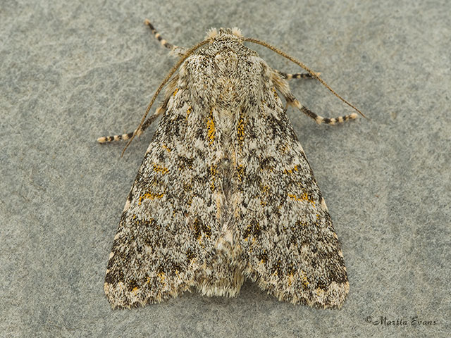  73.237 Large Ranunculus Copyright Martin Evans 