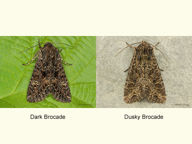  73.238 Dark Brocade and Dusky Brocade Copyright Martin Evans 