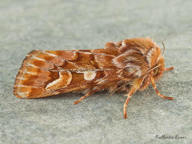  73.241 Pine Beauty Copyright Martin Evans 