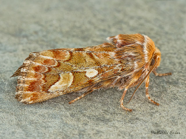  73.241 Pine Beauty Copyright Martin Evans 