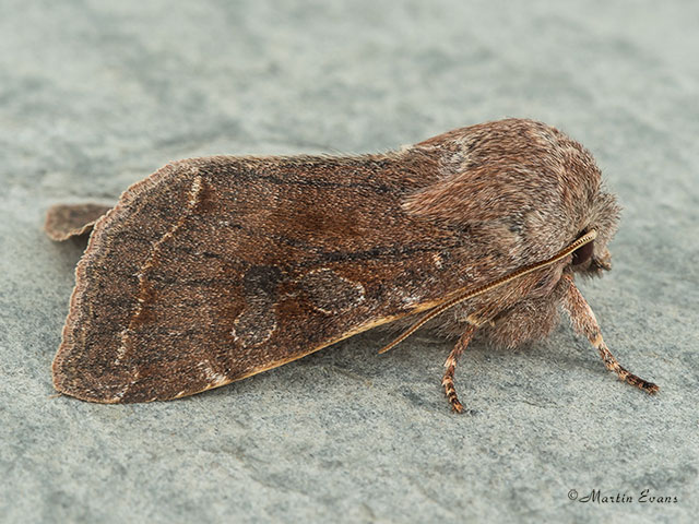  73.242 Clouded Drab Copyright Martin Evans 