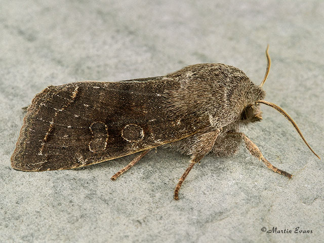  73.242 Clouded Drab Copyright Martin Evans 