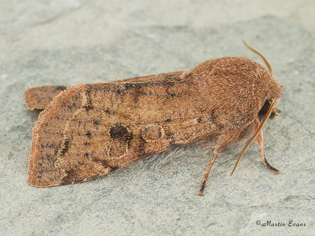  73.242 Clouded Drab Copyright Martin Evans 