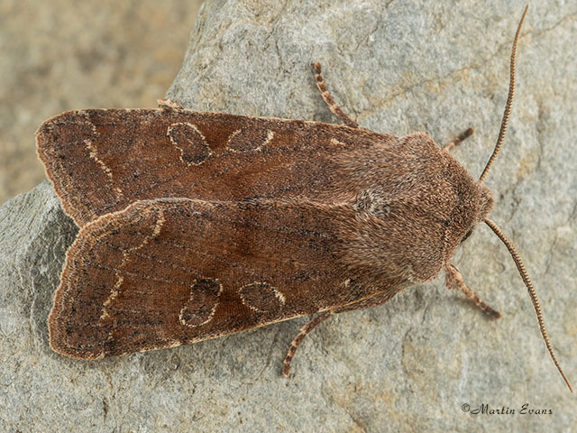  73.242 Clouded Drab Copyright Martin Evans 