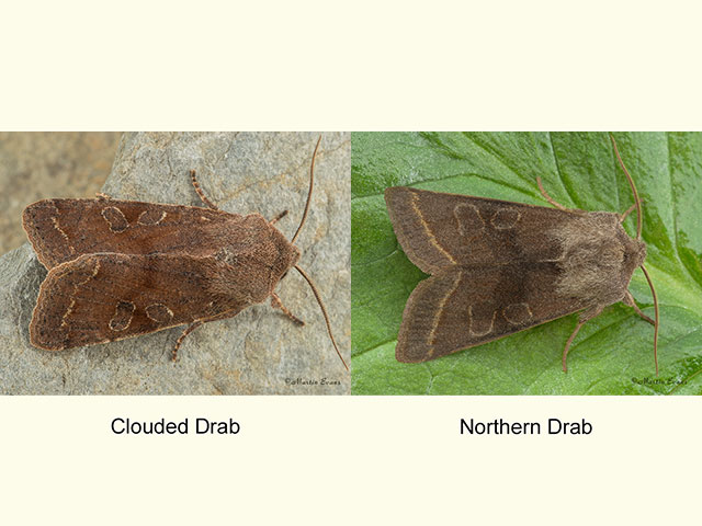  73.242 Clouded Drab and Northern Drab Copyright Martin Evans 