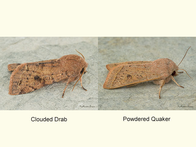  73.242 Clouded Drab and Powdered Quaker Copyright Martin Evans 