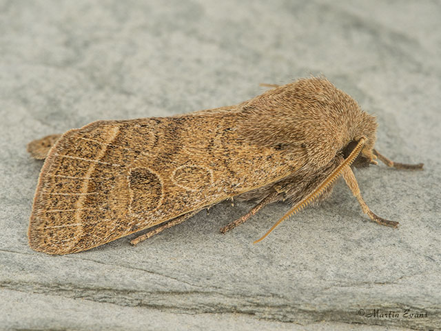  73.244 Common Quaker Copyright Martin Evans 