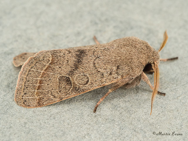  73.244 Common Quaker Copyright Martin Evans 