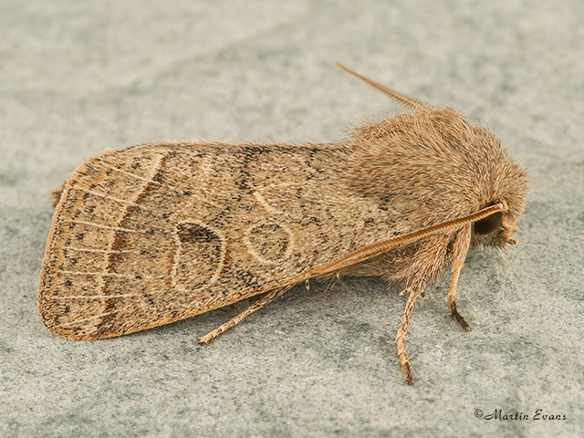  73.244 Common Quaker Copyright Martin Evans 