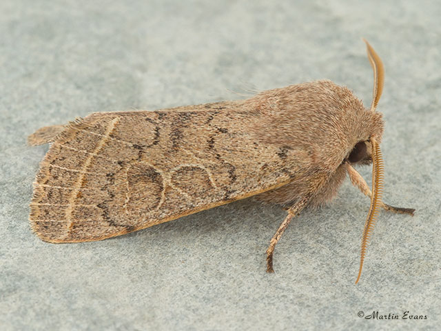  73.244 Common Quaker Copyright Martin Evans 