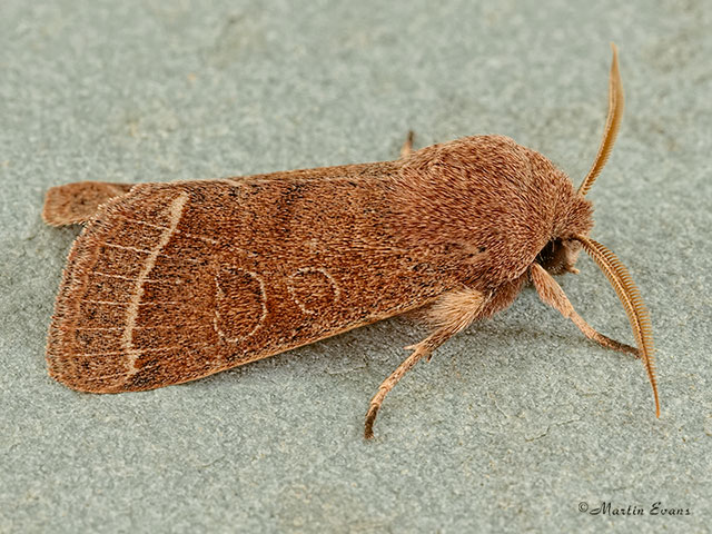  73.244 Common Quaker Copyright Martin Evans 