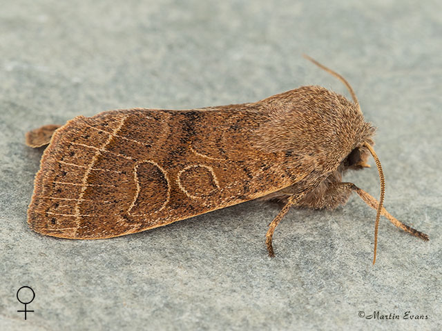  73.244 Common Quaker female Copyright Martin Evans 