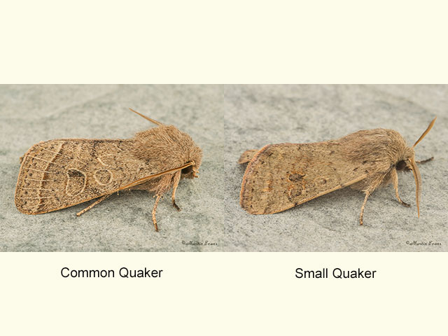  73.244 Common Quaker and Small Quaker Copyright Martin Evans 