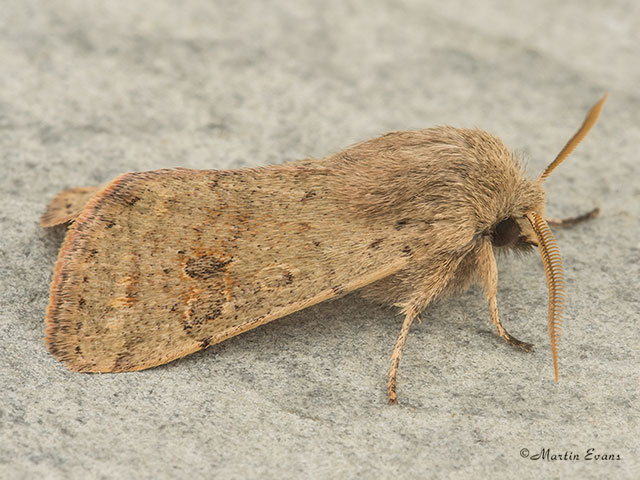  73.245 Small Quaker Copyright Martin Evans 